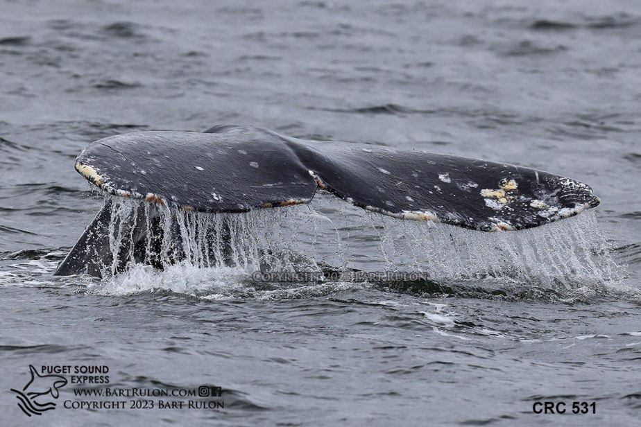 10 Gray Whale Sounders Have Returned to Puget Sound